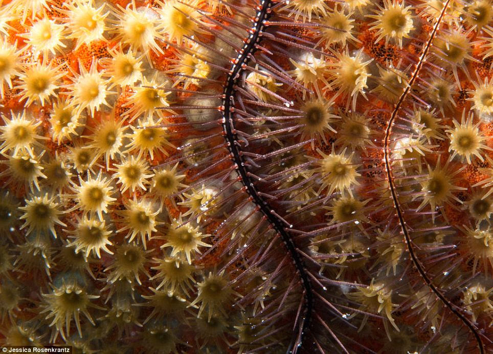 One of the most hardy corals photographed during Rosenkratz's trip was the zoanthid, pictured, a type of so-called colonial coral. Colonies of coral consist of separate polyps that can live together and each contribute to the area¿s ecosystem. Zoanthids are photosynthetic yet can live in very low light levels and may occasionally eat brine shrip, for example.The Palythoa zoanthid produces Polytoxin that can be deadly 