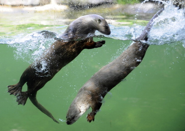 Canadian sea otters swim on June 5, 2012