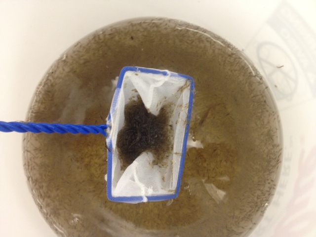 A bucket of saltwater mysids, Neomysis americana