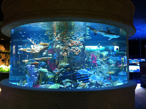Allfish Emporium Shark Tank