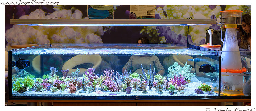 interzoo norimberga 2014 lo stand korallen zucht - i coralli