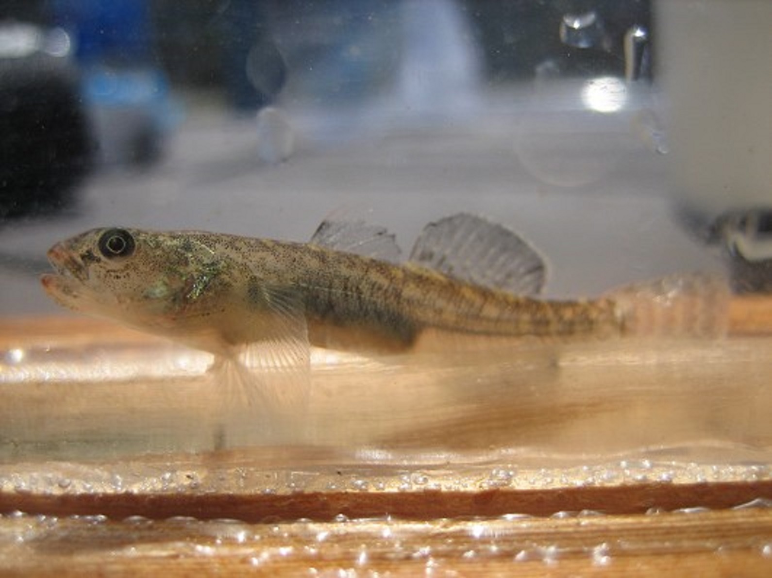 goby 1