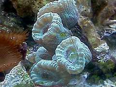 reefs.comMBGMC