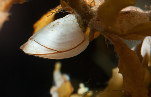 The gooseneck barnacle is an opportunistic drifter, its larvae will attach to almost any piece of flotsam.