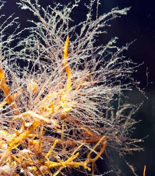 A variety of hydroids can be found growing on Sargassum weed.