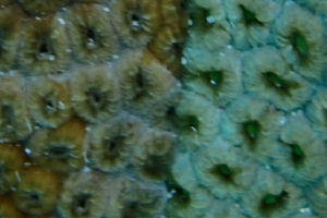 Close up of shared polyp between two colonies. 