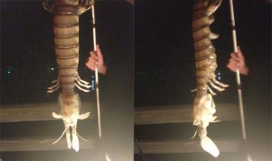 Mantis-Shrimp-Giant