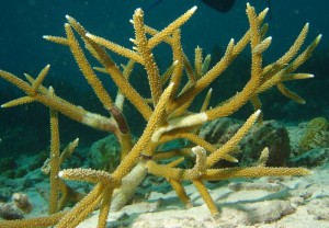Staghorn-coral by Adona9
