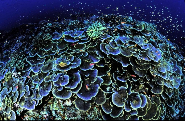 coral image