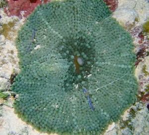 floridacorallimorph1
