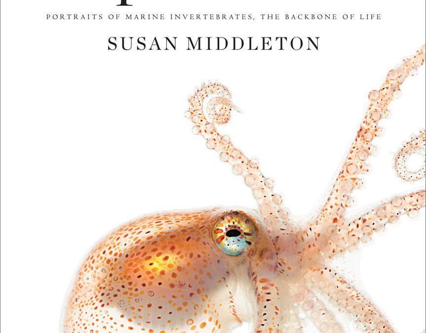 Monday Archives: “Spineless” – Susan Middleton Delivers Painstakingly Intimate Imagery of Marine Invertebrates
