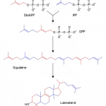 350px-Sterol_synthesis.svg