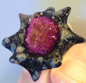 The pinks and purple in this captive grown Halomitra are enhanced with potassium