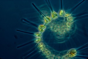1280px-Phytoplankton_-_the_foundation_of_the_oceanic_food_chain