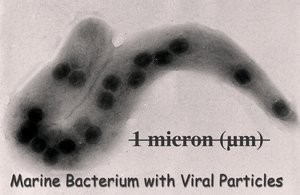 300px-Bacteria_virus