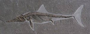 Ichthyosaur Fossil. Source: www.urweltmuseum.de