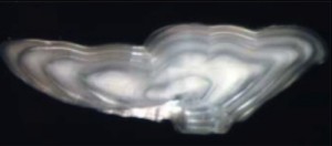 An otolith with visible annuli.