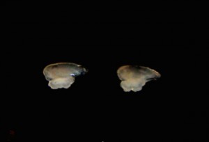 Pair of otoliths.