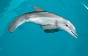 winter-the-dolphin-2