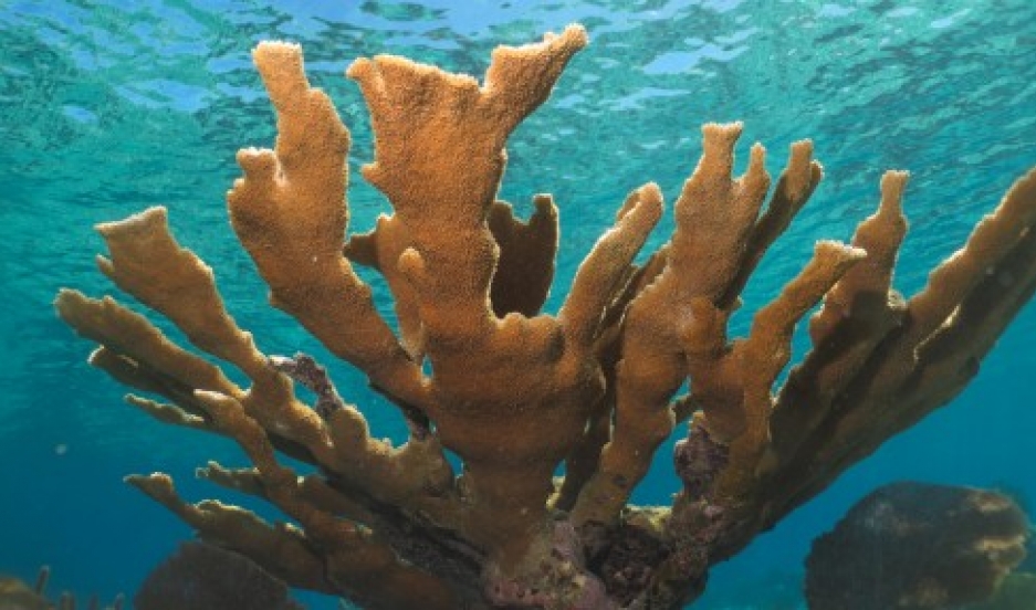 Cuban Elkhorn coral