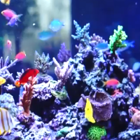 BREATHTAKING Reef Aquarium! HD -104 Gallons