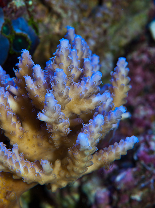 A ‘happy’ Acropora (Possibly A. valida), shows nice colour and polyp extension.