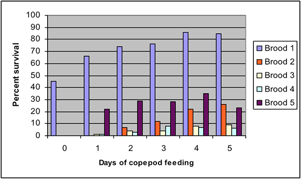 Bar Chart of survivorship plotted against copepod-feeding duration (treatment).