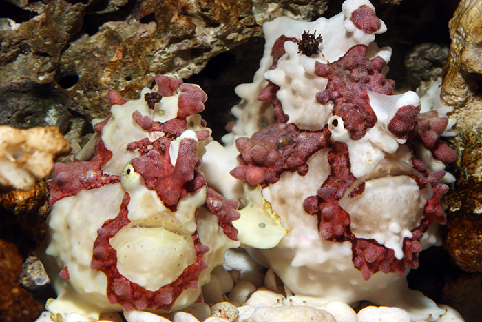 Spawning pair of frogfish in the author’s tank.