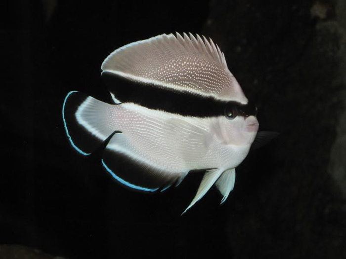 Apolemichthys arcuatus (Bandit Angelfish).