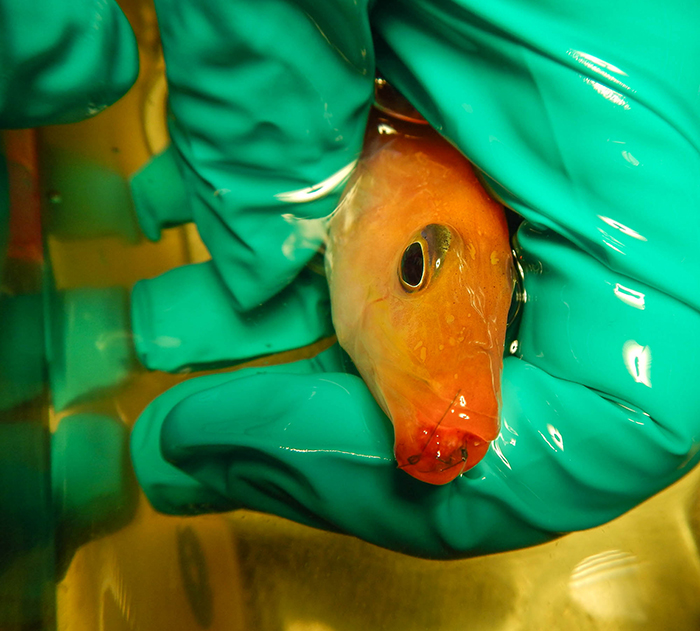 When choosing a hard to keep fish, how far should the owner be willing to go to ensure its health? This Balanoperca pylei had decompression problems, and attempts were made to recompress this fish in a pressure chamber. Photo by Rich Ross.