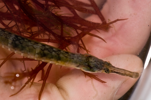 Northern Pipefish (Syngnathus fucus) are abundant locally, but do not adapt to captivity well.  They require special care and are one of the local species that is better off left in its natural environment.