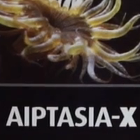 Aiptasia-X Kill Compilation