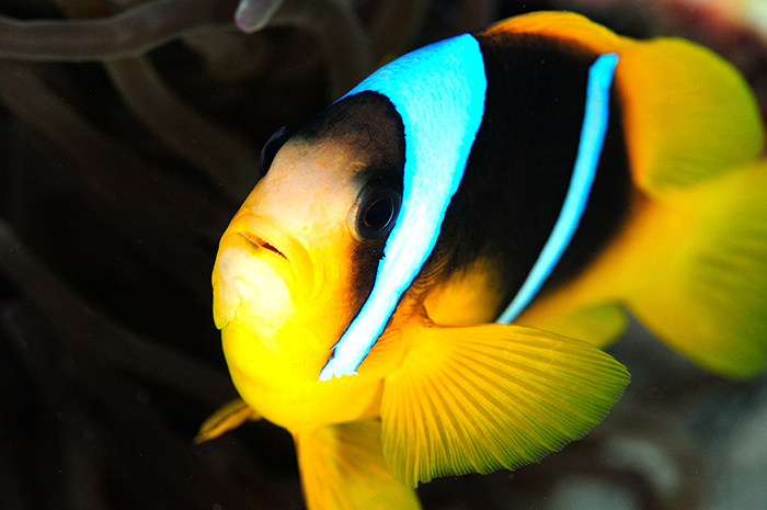 Bold markings make this fish very attractive. Note also the saw-like edges to the gill cover.