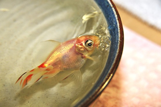 golsfish