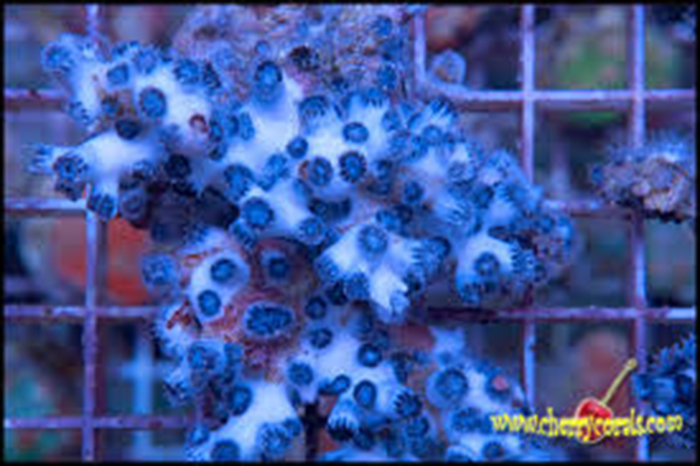 Arcohelia rediviva. Photo by Cherry Corals.
