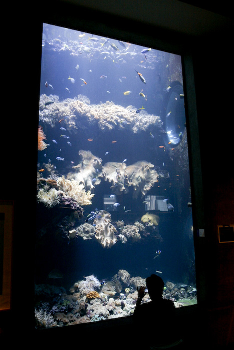 The current reef system is two stories tall.