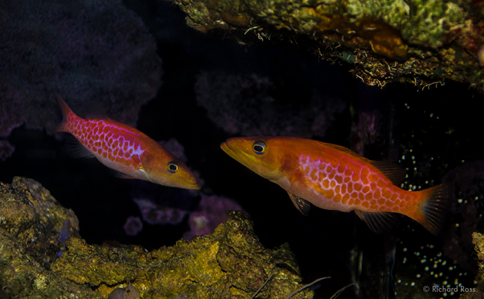 These two Dr. Seuss fish have not yet jumped out of their tank, but that doesn’t seem like a reason to jump to the conclusion that these fish aren’t jumpers.