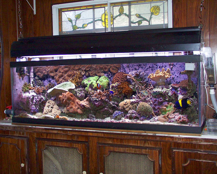 Terry's old 135g reef tank.