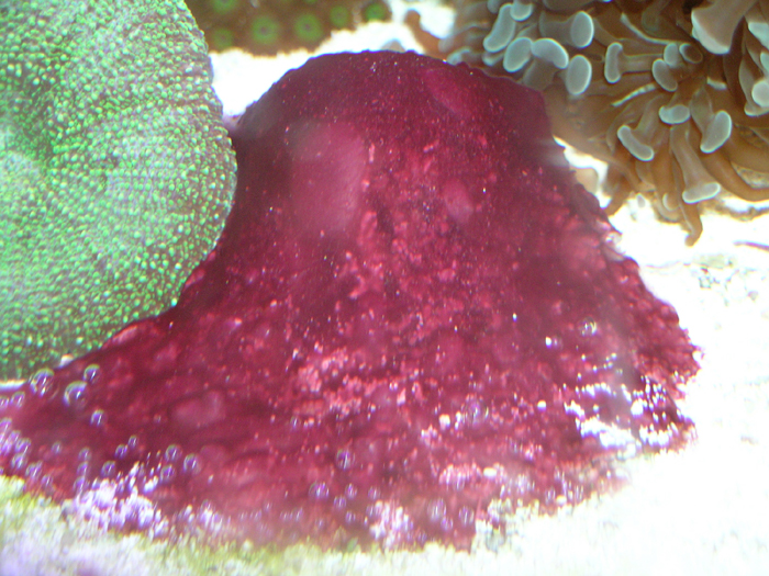 Typical appearance of red Cyano bacteria growing on an aquarium sand bed.