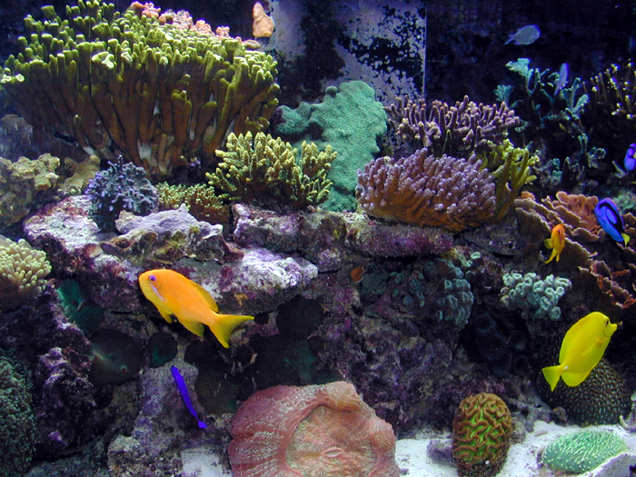 Even well established thriving reef systems, like the one pictured here, can develop outbreaks of Cyano bacteria. This is most likely when sound husbandry practices are neglected.