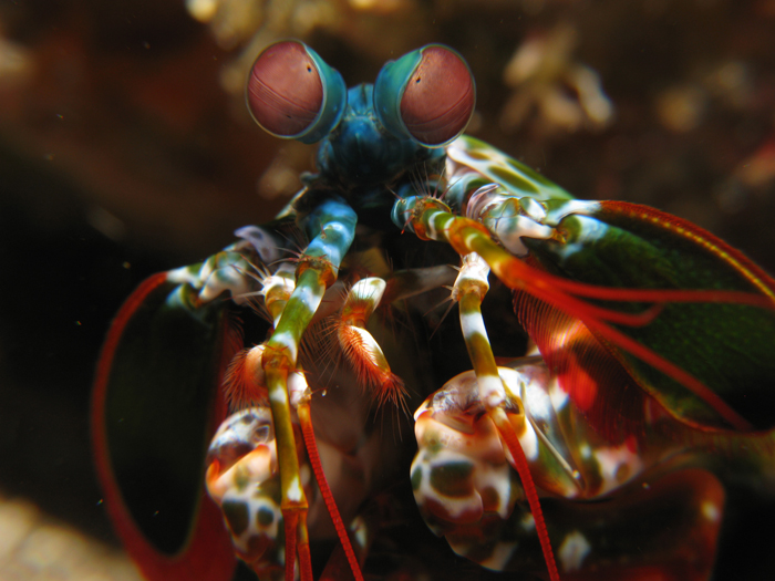 Despite being called ‘shrimps’ Mantis shrimps belong to the order Stomatapoda.  Photo by Prilfish, Creative Commons.