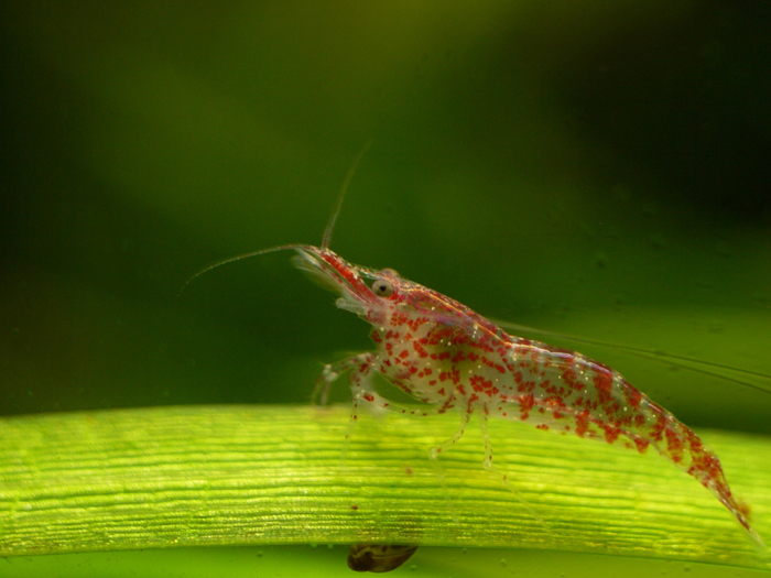 Definitively a shrimp, Neocaridinia heteropoda. Photo by Sean Murray, Creative Commons.