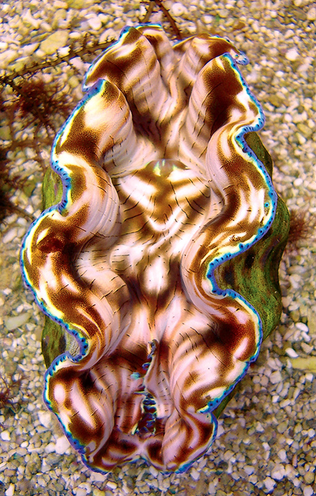 Of all the available species, Tridacna derasa has proven to be the hardiest and easiest to care for.