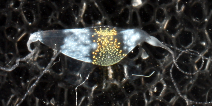 A close-up of a pigmented dorsal filament sac.