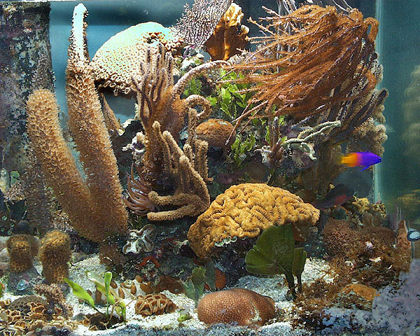 This Caribbean coral reef was run with a plenum style of filtration.