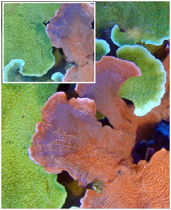 Montipora showing early stages of bleaching and tissue loss.