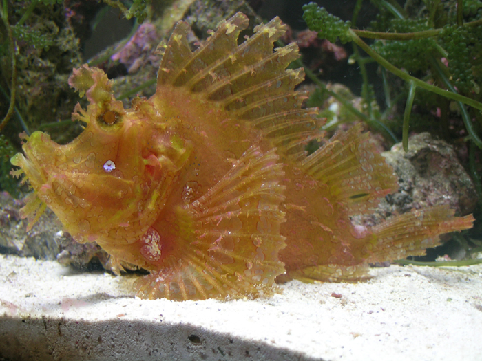 If a power outage becomes prolonged, it may become necessary to make some tough decisions and work to save only your most prized fish or corals like this Rhinopias Scorpion fish (Rhinopias frondosa).