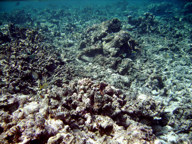 Storm damage can be devastating, but reefs usually recover nicely.