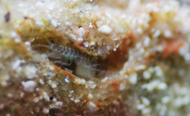 Amphipod. Photo by L. Mann.