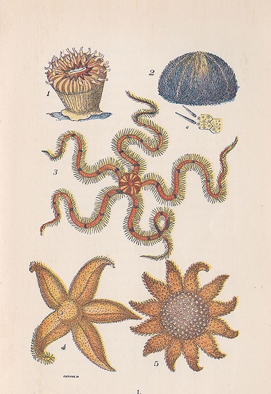 Classification (taxonomy) is based on observation and collection of specimens. There is a certain amount of truth to the concept of the Victorian vicar collecting specimens between writing sermons and contributing to the store of knowledge.  Reproduced from Common Objects from the Sea Shore, Rev. J. G. Wood, 1894.